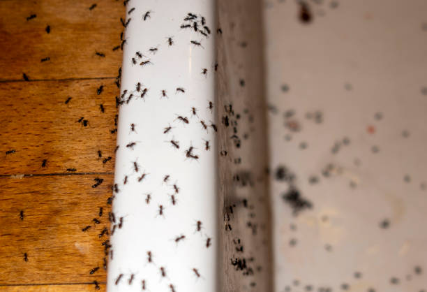 Professional Pest Control in Stacy, MN